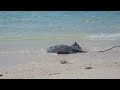 Shark vs Stingray on the Great Barrier Reef