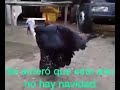 el pavito Felis