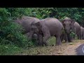 Ep 460 ช่วงเวลาประทับใจ ก่อนน้องเวหาครบ 1 ปี #wildlife#เขาใหญ่ #elephant #ช้างป่า #nature #news