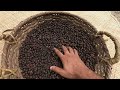 COFFEE PLANT | COFFEE ARABICA | COFFEE BEANS | HARVEST & DRYING | KERALA | GO TROPICAL