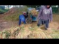 THE RICE HARVEST IN THE PADI VILLAGE COLLAPSES WHAT IS IMPORTANT TO HARVEST