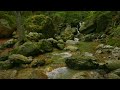 4K Forest Stream - Relaxing River Sounds - No Birds - Ultra HD Nature Video -  Relax/ Sleep/ Study