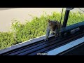 Cutie the squirrel has the most adorable way of eating