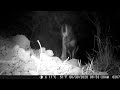 My first Trail Cam Video seen a fox!  Hope to make more. Paradise CA butte county.