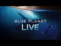 Petting Sharks like Dogs?! | Blue Planet Live | BBC Earth