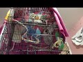 CHIRPING IN THE MORNING (4K WATCH HOUR) #chirpingbirds #budgie #pets