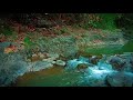 Mountain Stream Flowing in Forest Stream Sounds, White Noise, River Sounds for sleeping