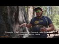 Great Sequoia Exploration - Latino Outdoors - Hosted by André Sanchez