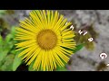 Valley Of Flowers Trek Uttrakhand, Valley Of Flower National Park, फूलों की घाटी , 4K UHD