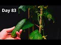 CUCUMBER Plant Growing TIME LAPSE - Seed to Harvest