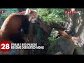 Adorable Red Panda Facts You Didn't Know