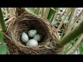 Trứng chim tu hú được mẹ chích ấp cho đến lúc nở / Vịt con rời tổ theo mẹ tìm kiếm thức ăn
