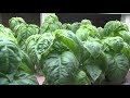 Purdue Aquaponics: Cut Water Usage