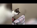 Try Not To Laugh 🤣 New Funny Cats And Dog Video 😹 - Just Cats Part 43