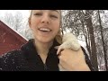 Ferrets Play In The Snow For The First Time!