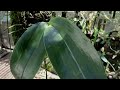 Biar anggrek subur  - cepat berbunga #anggrek #orchid #floweringplant