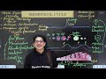 Human Reproduction 03 | Menstrual cycle, Fertilization and implantation | Class 12 NCERT