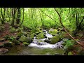 Relaxing music with the sound of flowing streams and birds singing