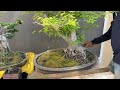 How to Make Sure Your Bonsai NEVER Dries Out!