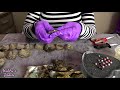 Huge 39 Oyster Pearl Shuck! Quads, Triplets, Twins & New Colors - Live Akoya Oyster Pearl Party