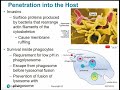 2117 Chapter 15 - Microbial Mechanisms of Pathogenicity