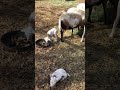 NewBorn Baby Sheep, only 1 day old