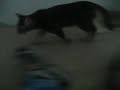 Heidi chasing mouse.MOV