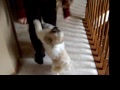 Dog Chases His Tail