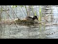 Il Nido dello Svasso Maggiore.#birds #duck #nature