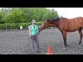 Horse falling in on a circle: training tips to stop your horse falling in on a circle