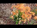 Hippeastrum Puniceum | EASTER LILY | TROPICAL Plants | KERALA | GO TROPICAL