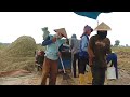 THE RICE HARVEST IN THE VILLAGE WHICH FARMERS ARE WAITING FOR