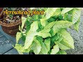 വിവിധയിനം ഇലച്ചടികളും അവയുടെ പേരുകളും #plants #leafy #ssworld