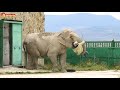 Виктор играет со СЛОНИХОЙ в ФУТБОЛ! А она играет ВИКТОРОМ 😁 Keeper plays football with the elephant!