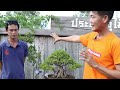 Bonsai Station [Tour Station] EP.27 ทัวร์สวน ประดิษฐ์ไม้ประดับ สุพรรณบุรี ตะโกสวยๆชั้นนำของประเทศไทย