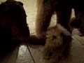 Airedales with Stuffed Christmas singing dog!