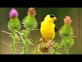 American Goldfinch Song