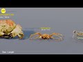 Crustaceans size comparison | Rodents size comparison | 3D Animation #animation #animals