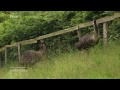 Zwischen Kamel und Emus: Multikulti auf dem Bauernhof