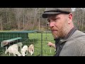 Weaning 6 Sneaky Lambs the Bullet Proof Way (mobile sheep pen)