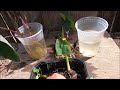 Elephant Ear Plants Growing in Only Water | Planting Colocasias in Outdoor Tropical Garden