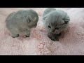 2 baby kittens