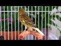 Canary Singing # 1Master Training Video