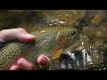 4 Days Camping + Fishing the Bighorn Mountains (WORLD CLASS Trout Fishing)