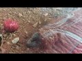 Androctonus Australis - Digging Hole