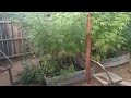 Outdoor Cannabis grow SoCal 2022 vol 8