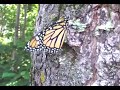 Elizabeth, My Monarch Butterfly