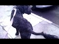 Dog Walk in South Philly with Ace, the Labradoodle, Part 2. Philadelphia, PA!
