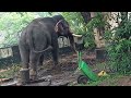 security elephant camp/ Guruvayoor Devaswom / Google salary