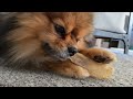 Me when Mom says Bark #funny #asmr #pomeranian @Hendopomeranianpuppy